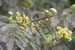 Caesalpinia coriaria